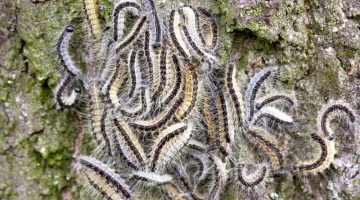 Hoe bouw je negen nestkastjes?